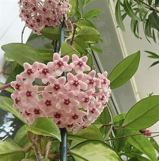 Mum-Hoya Carnosa Çiçeği Saksıda