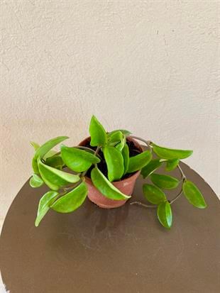 Mum-Hoya Carnosa Çiçeği Saksıda