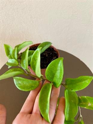 Mum-Hoya Carnosa Çiçeği Saksıda