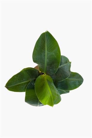 Musa Uzayan Muz Ağacı Fidanı