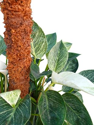 Nadir Koleksiyon Serisi: Büyük Boy Philodendron Birkin 80-100 cm - Yosun Gövdeli