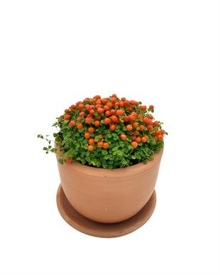 Nertera Granadensis (Mercan Boncuğu)