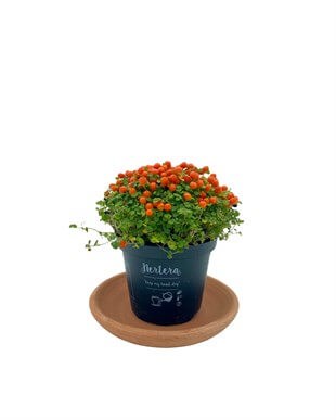 Nertera Granadensis (Mercan Boncuğu)