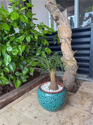 Nolina Fil Ayağı (Beaucarnea) 35-45 cm – Zahmetsiz Heykelsi Güzellik 🐘
