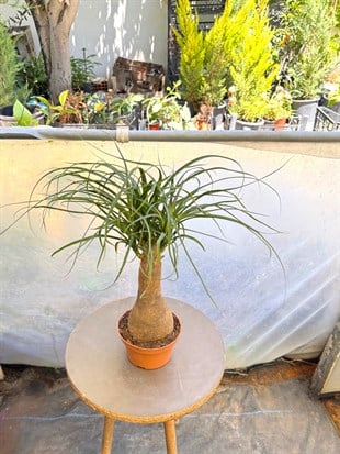 Nolina Fil Ayağı (Beaucarnea) 35-45 cm – Zahmetsiz Heykelsi Güzellik 🐘