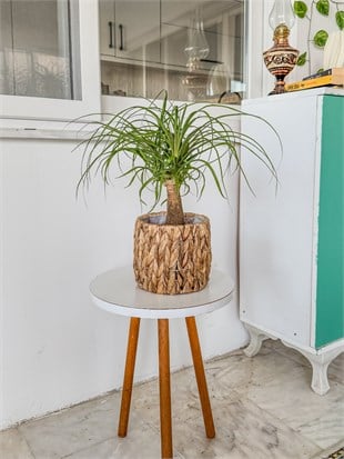 Nolina Fil Ayağı (Beaucarnea) 35-45 cm – Zahmetsiz Heykelsi Güzellik 🐘