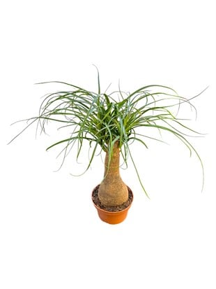 Nolina Fil Ayağı (Beaucarnea) 35-45 cm – Zahmetsiz Heykelsi Güzellik 🐘