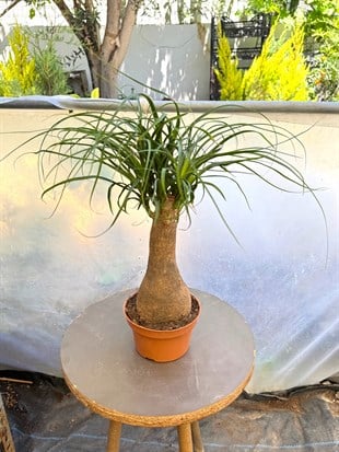 Nolina Fil Ayağı (Beaucarnea) 35-45 cm – Zahmetsiz Heykelsi Güzellik 🐘