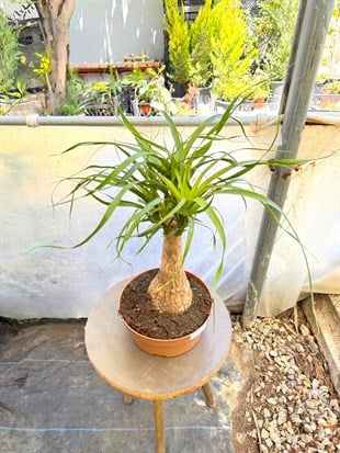 Nolina Fil Ayağı (Beaucarnea) 40-50 cm – Gösterişli ve Zahmetsiz 🐘