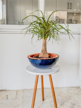 Nolina Fil Ayağı (Beaucarnea) 40-50 cm – Gösterişli ve Zahmetsiz 🐘