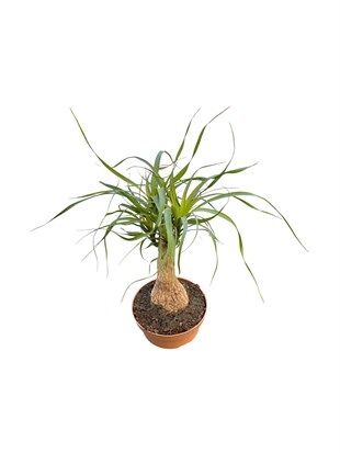 Nolina Fil Ayağı (Beaucarnea) 40-50 cm – Gösterişli ve Zahmetsiz 🐘