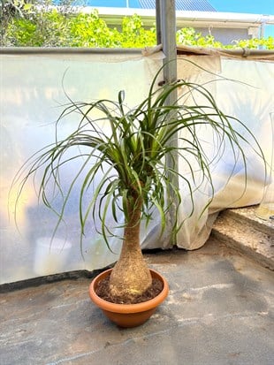 Nolina Fil Ayağı (Beaucarnea) 60-70 cm – Görkemli Yaşayan Heykel 🐘