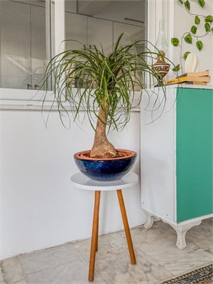 Nolina Fil Ayağı (Beaucarnea) 60-70 cm – Görkemli Yaşayan Heykel 🐘