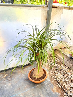 Nolina Fil Ayağı (Beaucarnea) 60-70 cm – Görkemli Yaşayan Heykel 🐘