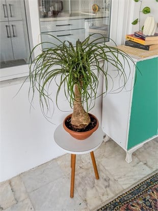 Nolina Fil Ayağı (Beaucarnea) 60-70 cm – Görkemli Yaşayan Heykel 🐘
