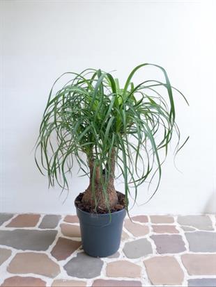 Nolina Fil Ayağı (Beaucarnea Recurvata)