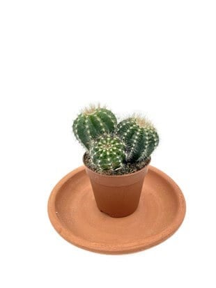 Notocactus Magnificus Kaktüs Saksı Çapı 8.5 cm