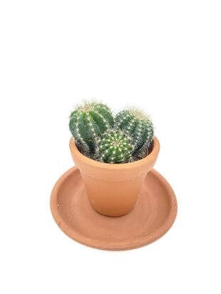 Notocactus Magnificus Kaktüs Saksı Çapı 8.5 cm