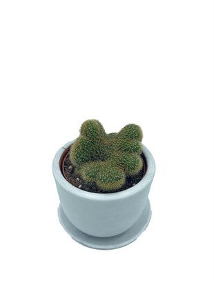 Mammillaria Pilcayensis Cristata Beyin Kaktüs