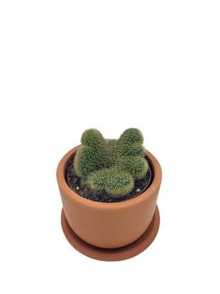 Mammillaria Pilcayensis Cristata Beyin Kaktüs