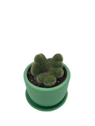 Mammillaria Pilcayensis Cristata Beyin Kaktüs