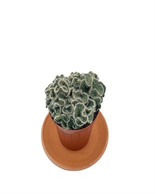 Opuntia Cylindrica Cristata Beyin Kaktüs