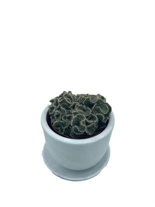 Opuntia Cylindrica Cristata Beyin Kaktüs