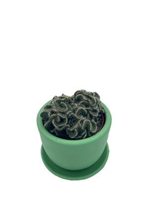 Opuntia Cylindrica Cristata Beyin Kaktüs