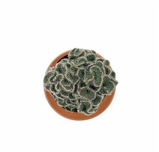 Opuntia Cylindrica Cristata Beyin Kaktüs