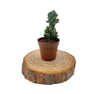 Opuntia Monocantha Variegeta