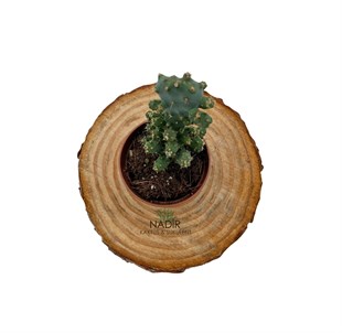 Opuntia Monocantha Variegeta