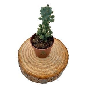 Opuntia Monocantha Variegeta