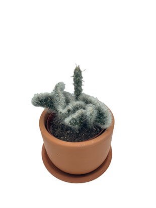 Opuntia Vestita Cristata Beyin Kaktüs