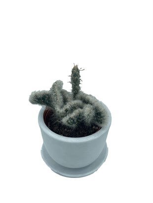 Opuntia Vestita Cristata Beyin Kaktüs