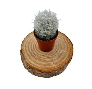 Oreocereus Trollii Kaktüs