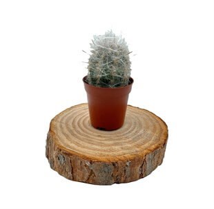 Oreocereus Trollii Kaktüs