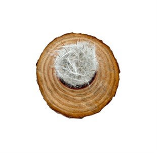 Oreocereus Trollii Kaktüs