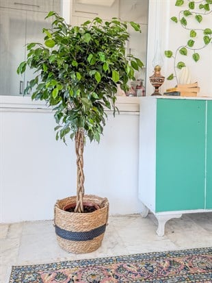 Örgülü Ficus Benjamina Danielle 130-140 cm – Ağlayan İncir Ağacı - Evinizin Yaşayan Zarafeti 🌳