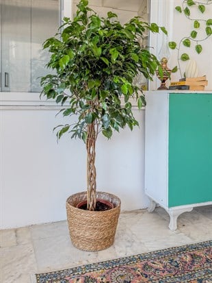 Örgülü Ficus Benjamina Danielle 130-140 cm – Ağlayan İncir Ağacı - Evinizin Yaşayan Zarafeti 🌳