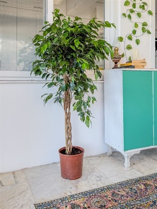 Örgülü Ficus Benjamina Danielle 130-140 cm – Ağlayan İncir Ağacı - Evinizin Yaşayan Zarafeti 🌳