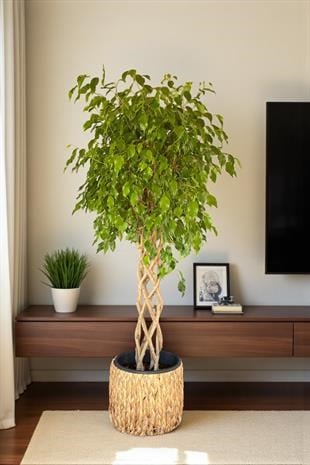 Örgülü Kafes Benjamin Danielle XLBitkisi 150-160 cm