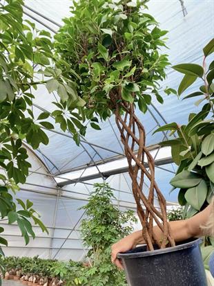 Örgülü Kafes Benjamin Danielle XLBitkisi 130 cm