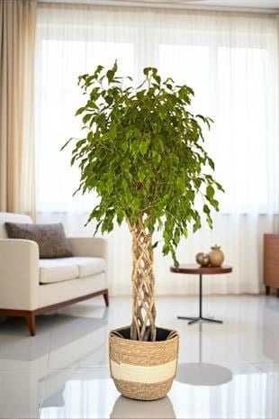 Örgülü Kafes Benjamin Danielle XLBitkisi 150-160 cm