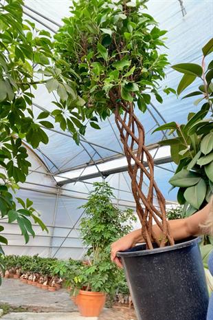 Örgülü Kafes Benjamin Danielle XLBitkisi 150-160 cm