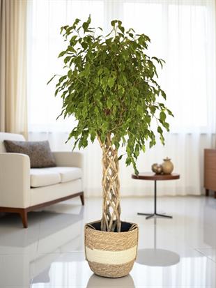 Örgülü Kafes Benjamin Danielle XLBitkisi 130 cm