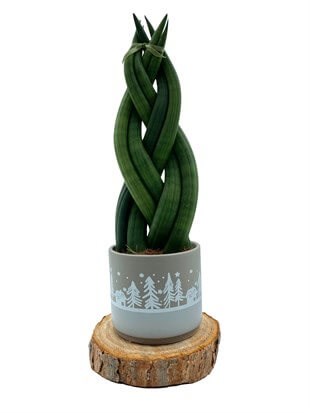 Örgülü Sansevieria Cylindrica (Örgülü Paşa Kılıcı) 