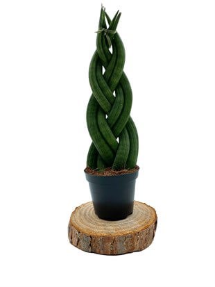 Örgülü Sansevieria Cylindrica (Örgülü Paşa Kılıcı) 