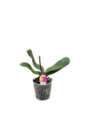 İthal Orkide Fidesi Çiçeksiz Büyük Boy Çift Dal