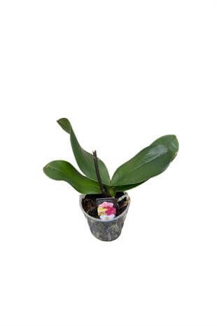 Orkide Fidesi Çiçeksiz 