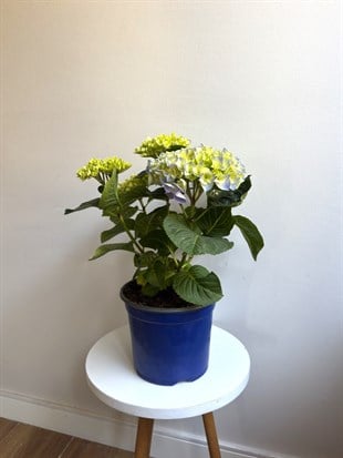 Ortanca Çiçeği (Hydrangea Macrophylla) - Gösterişli Bahar Şöleni – Dolgun Form